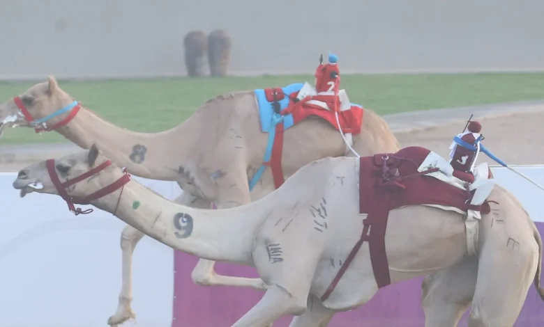 ميدان نجران للهجن يعلن نتائج سباقه لسنّ “اللقايا فما فوق”