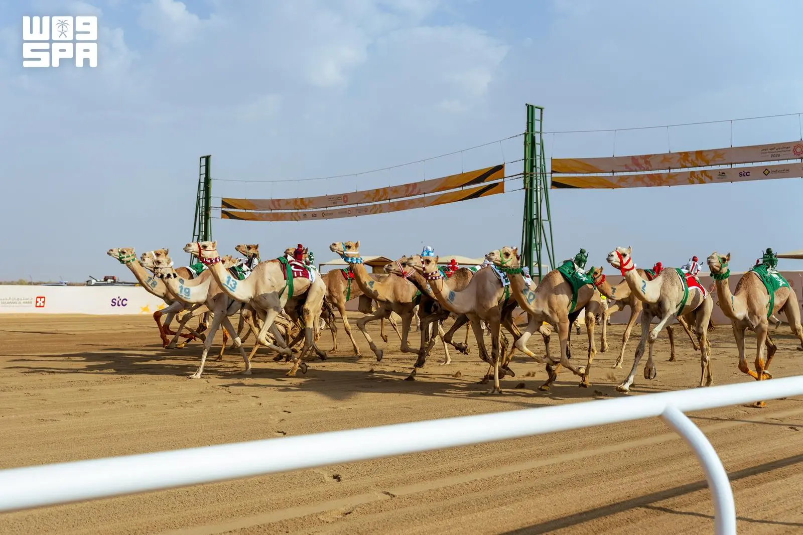 ميدان الهجن بالطائف يترقب انطلاقة 'الجذاع' بـ38 شوطًامنمتن